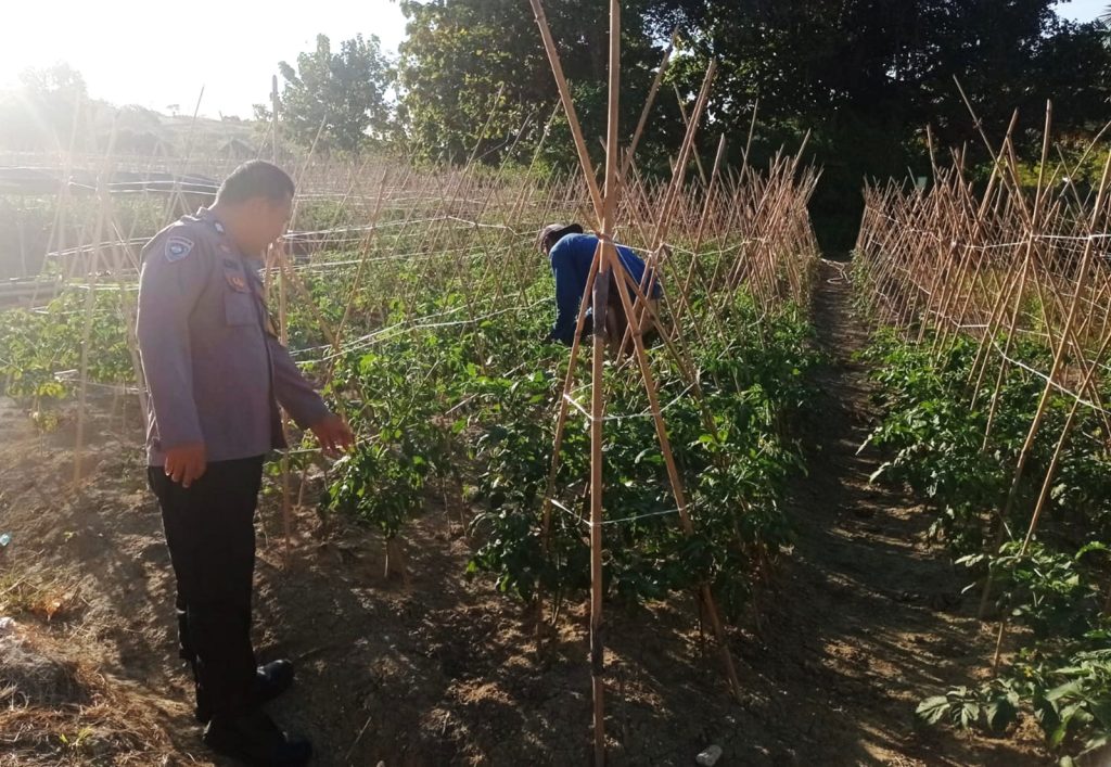Bhabinkamtibmas Polsek Pamboang Pantau Lahan Tomat, Dukung Ketahanan Pangan di Desa Simbang